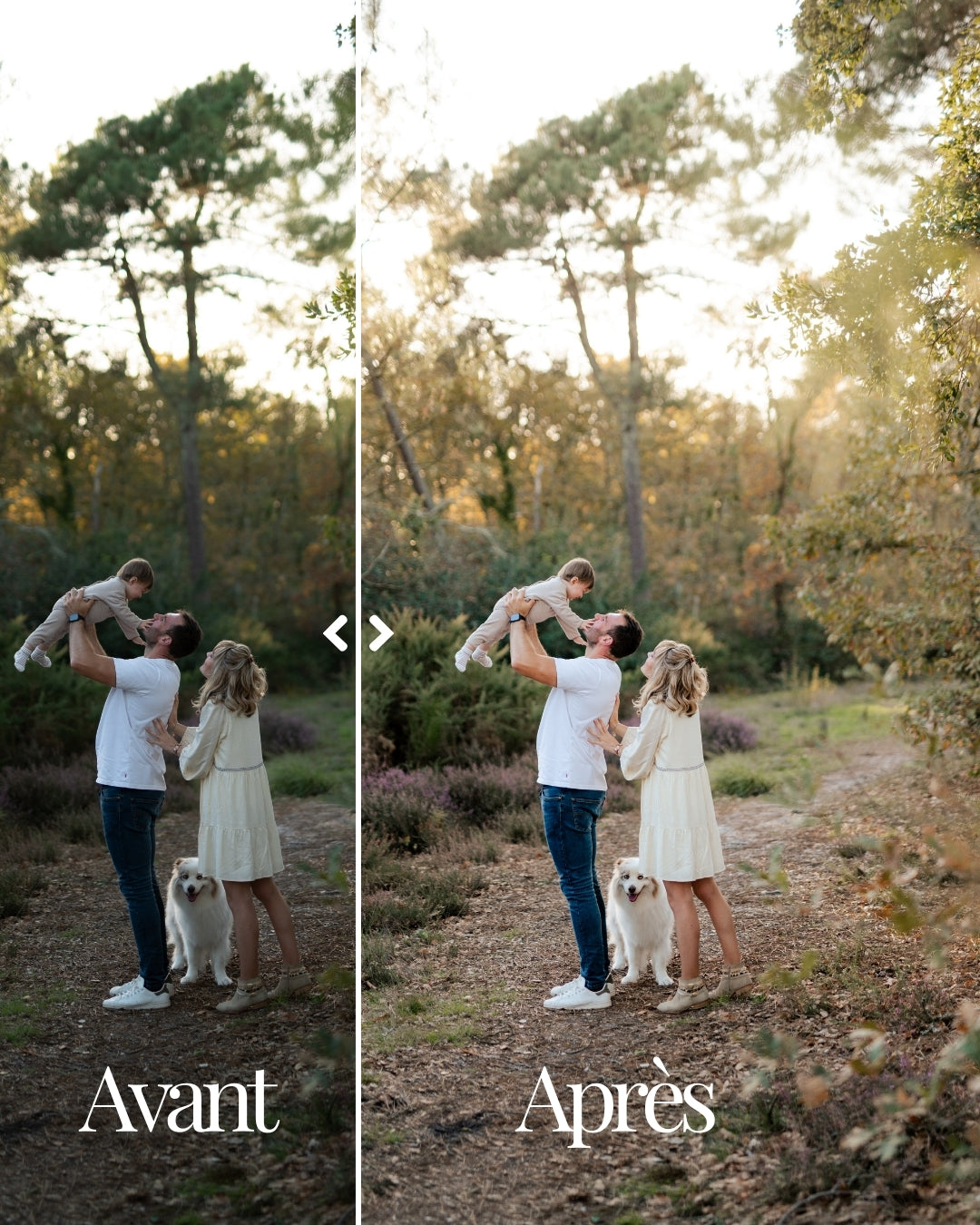 Golden Forest - Pack de 5 presets